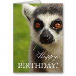 Happy Birthday Lemur.jpg