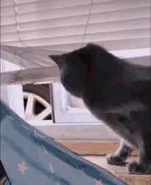 cat-spooky.gif