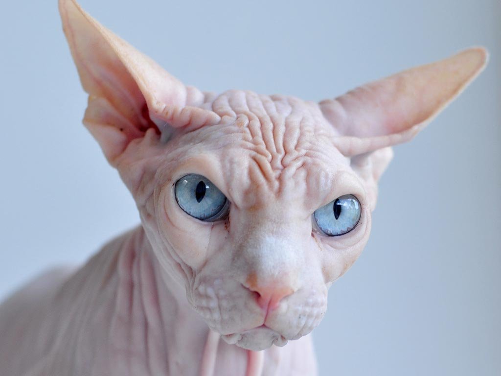 gatos-sin-pelo.jpg