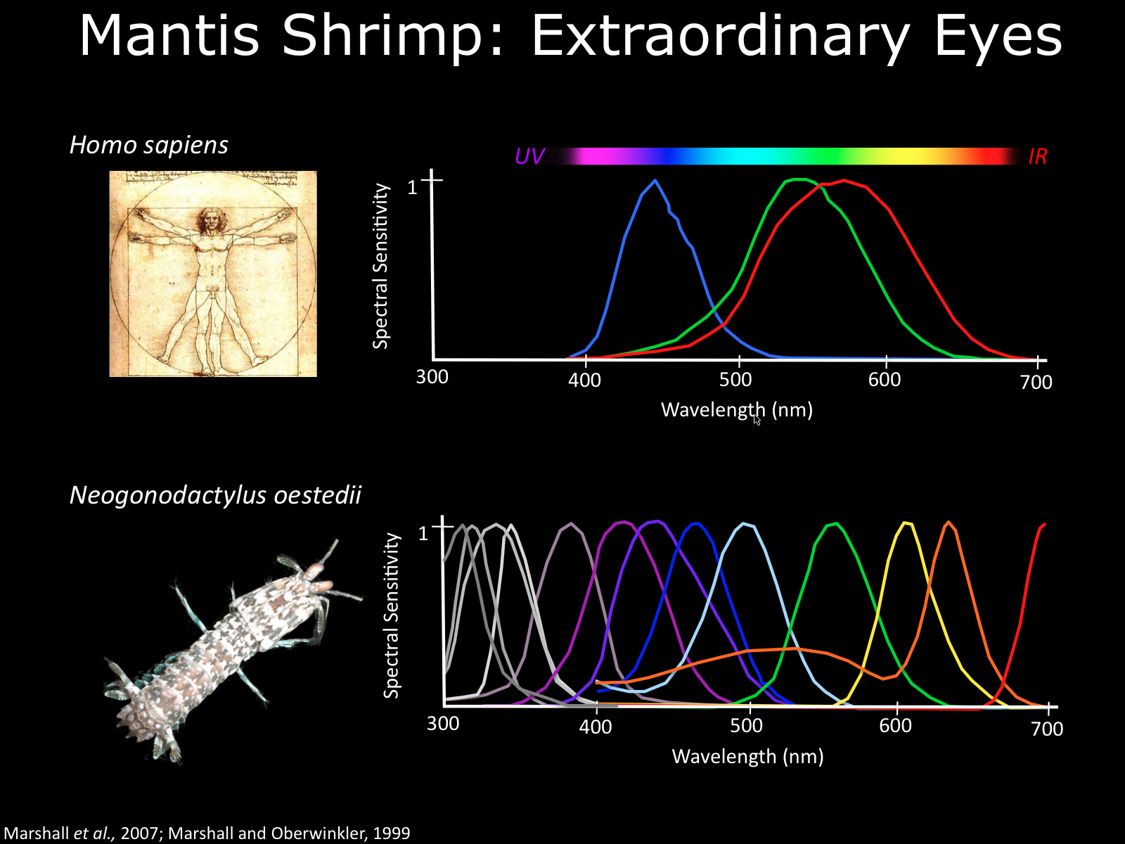 human-vs-mantis.jpg