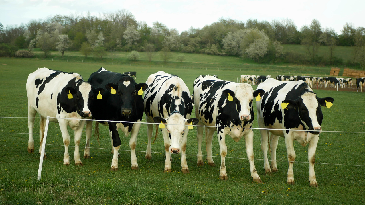 ruminants.ceva.pro