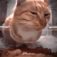 oSmv7Cl1SeWueE.gif