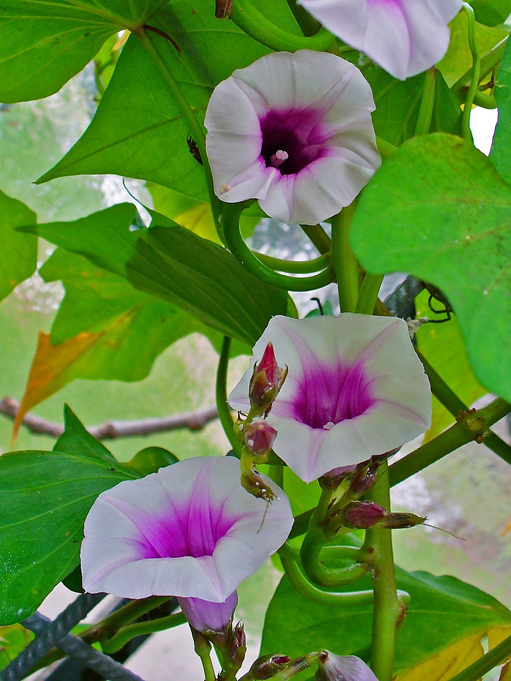 1024px-Ipomoea_batatas_002.JPG