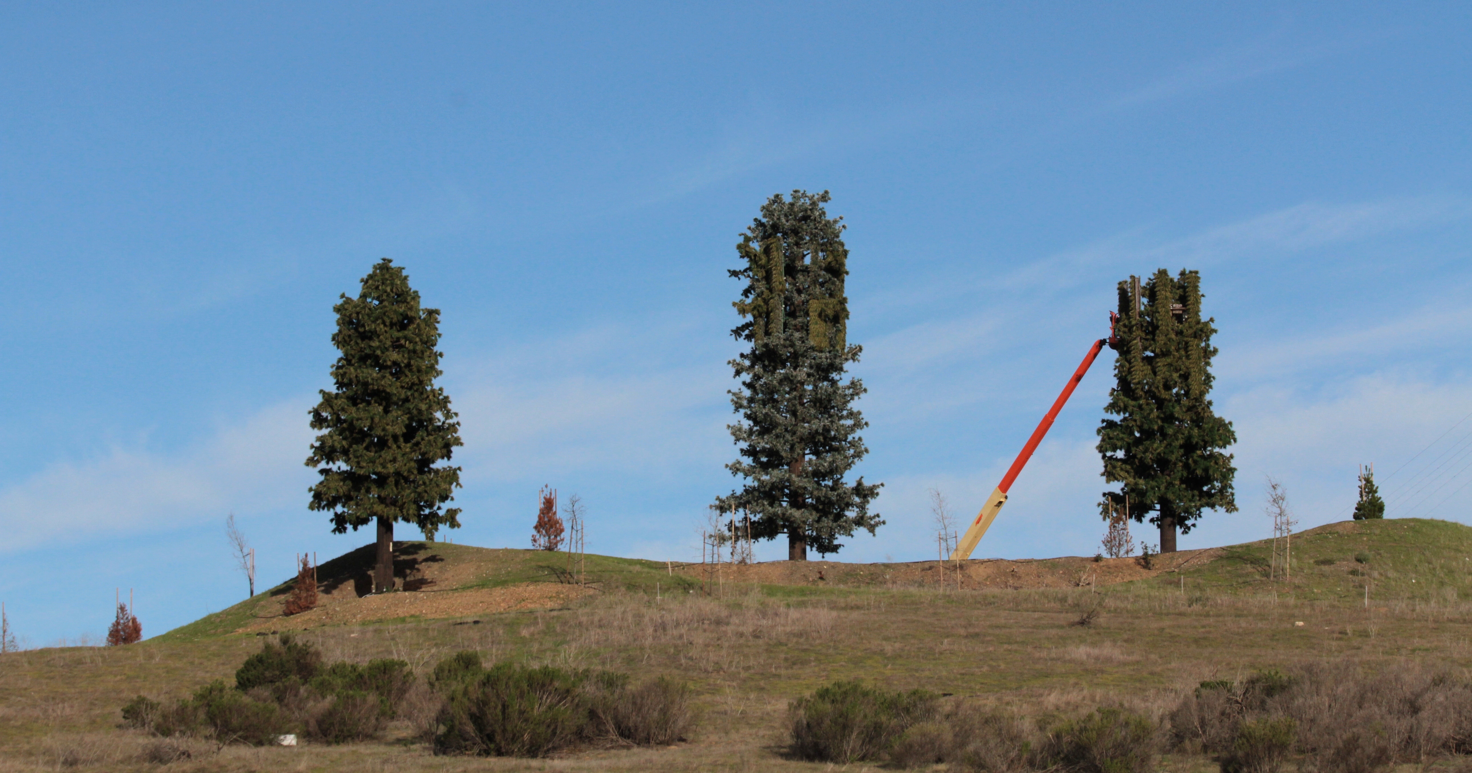 Tree_pruning_1_%22Pseudopinus_telephoneyensis%22.jpg